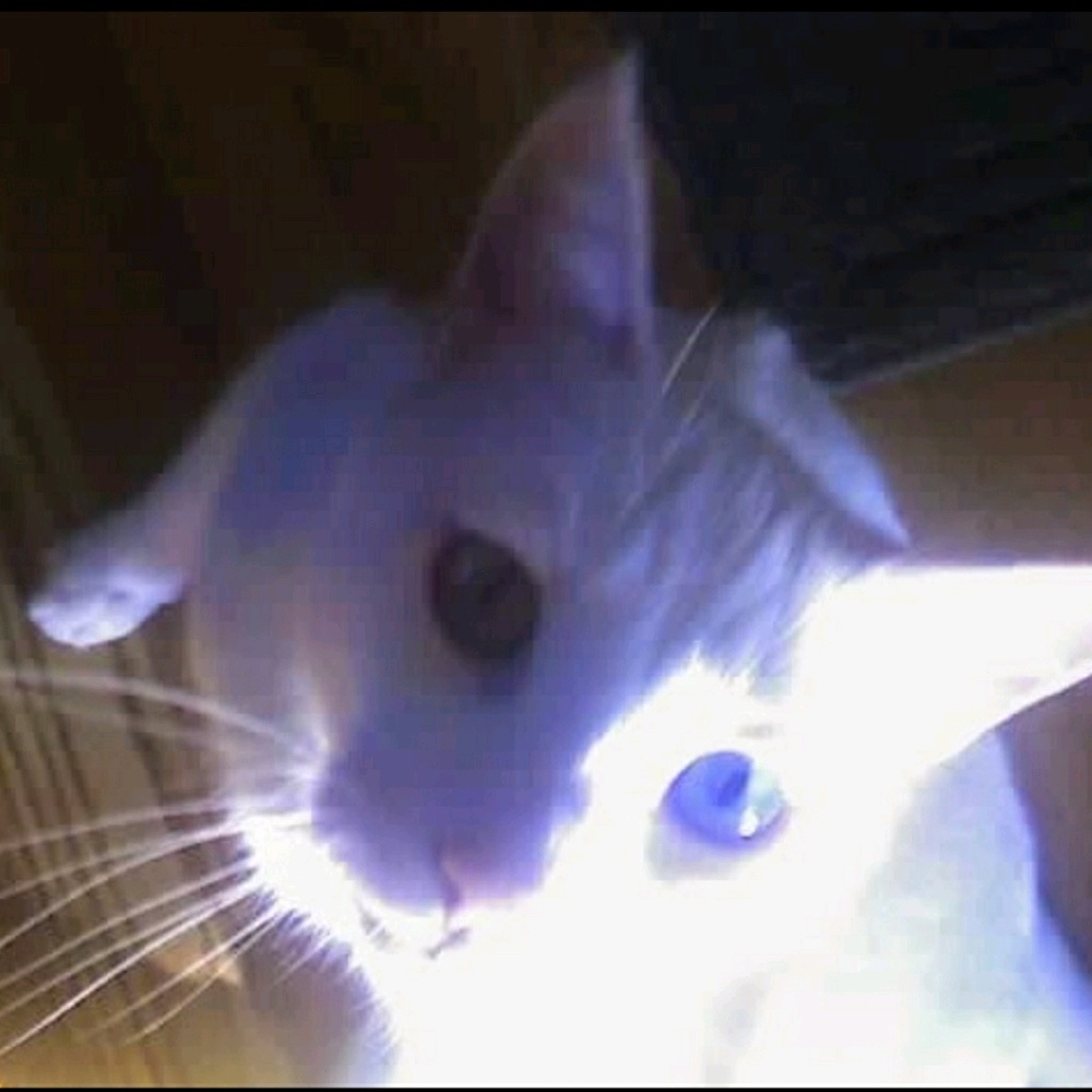 Meet your Posher, Cheryl